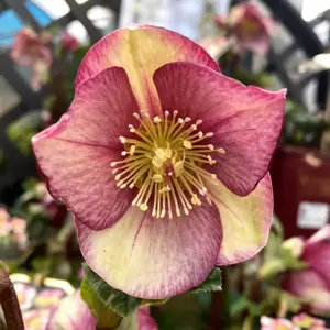 Helleborus 'HGC Ice N' Roses Carlotta'